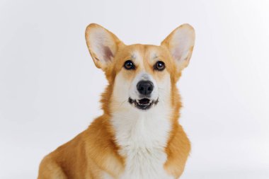 Beyaz arka planda oturan sevimli Galli Corgi Pembroke kameraya bakıyor. Köpeğin en popüler türü.