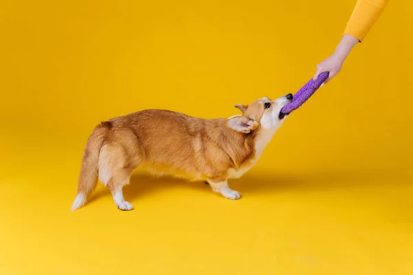 愛らしいウェールズのCorgi Pbrokekeポーズをとって 黄色のスタジオの背景にある引き出しで遊んでください 犬の中で最も人気のある品種 — ストック写真