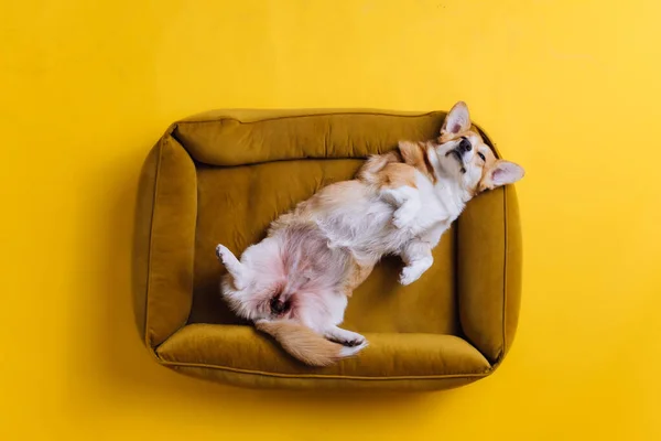 stock image Adorable cute Welsh Corgi Pembroke sleeping and relaxing in dog bed on yellow studio background. Most popular breed of Dog. Advertising concept