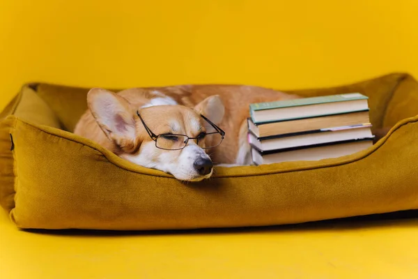 Smart Cute Welsh Corgi Pembroke Glasses Lying Dog Bed Stack — Stock Photo, Image