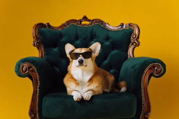 Funny cute Welsh Corgi Pembroke in eyeglasses lying on royal chair on yellow studio background. Most popular breed of Dog