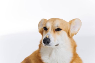 Sevimli şirin Galli Corgi Pembroke beyaz arka planda burnunda köpek maması formülüyle oturuyor. Köpeğin en popüler türü. 