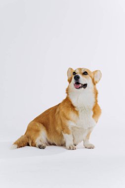 Çok tatlı Galli Corgi Pembroke beyaz arka planda oturuyor ve yana bakıyor. Köpeğin en popüler türü.