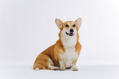 Beyaz arka planda oturan sevimli Galli Corgi Pembroke kameraya bakıyor. Köpeğin en popüler türü.