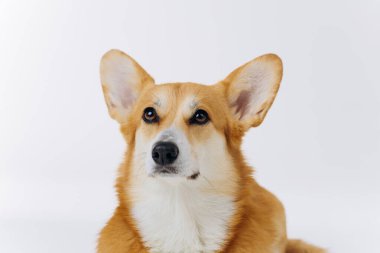 Beyaz arka planda oturan sevimli Galli Corgi Pembroke kameraya bakıyor. Köpeğin en popüler türü.