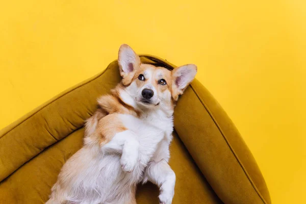 Sevimli Şirin Galli Corgi Pembroke Sarı Stüdyo Arka Planında Köpek — Stok fotoğraf