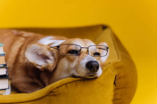 Smart Tired Welsh Corgi Pembroke Glasses Lying Dog Bed Stack — Stock Photo, Image