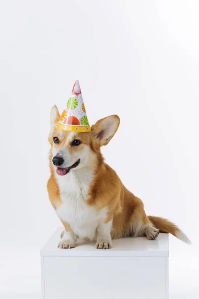 キャップの誕生日を着た愛らしいウェールズのCorgi Pbrokeが白い背景に座っています 犬の中で最も人気のある品種 — ストック写真