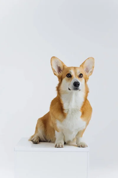 可愛いウェールズのCorgi Pbrokekeは白い背景に座って横を見ています 犬の中で最も人気のある品種 — ストック写真