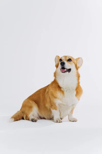 Adorable Cute Welsh Corgi Pembroke Sitting White Background Looking Side Royalty Free Stock Images