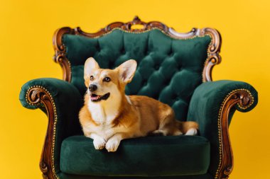 Sarı stüdyo arka planında kraliyet sandalyesinde yatan sevimli Galli Corgi Pembroke. Köpeğin en popüler türü.