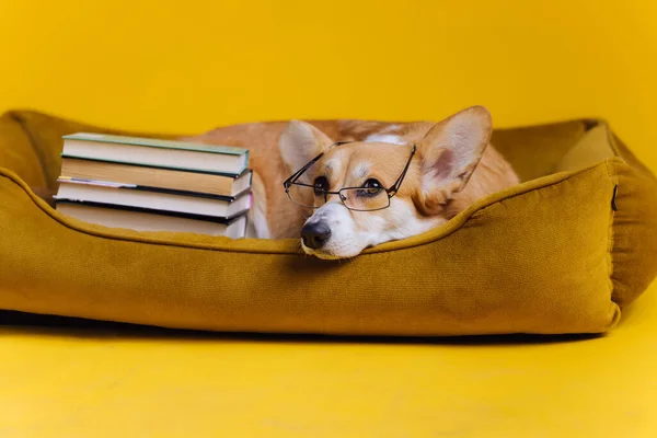 Розумний Валлійський Коргі Пембрук Окулярах Лежить Собачому Ліжку Купою Книги — стокове фото