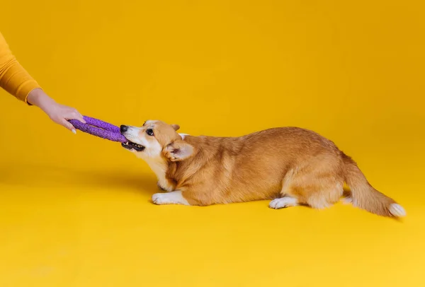 愛らしいウェールズのCorgi Pbrokekeポーズをとって 黄色のスタジオの背景にある引き出しで遊んでください 犬の中で最も人気のある品種 — ストック写真