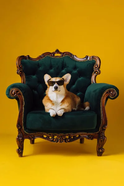 Funny Cute Welsh Corgi Pembroke Eyeglasses Lying Royal Chair Yellow Stock Image