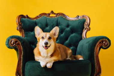 Sarı stüdyo arka planında kraliyet sandalyesinde yatan sevimli Galli Corgi Pembroke. Köpeğin en popüler türü.