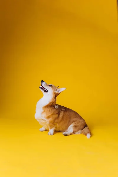 黄色のスタジオの背景にボールでポーズをとって遊ぶ愛らしいウェールズのCorgi Pbroke 犬の中で最も人気のある品種 — ストック写真