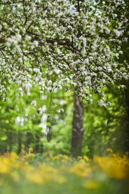 Çiçekli elma ağaçları olan elma bahçesi. Güzel kırsal bahar manzarası