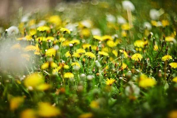 Flores Amarillas Dientes León Fondos Verdes Fondo Primavera Verano — Foto de Stock