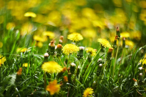 黄绿色背景的蒲公英花 春夏背景 — 图库照片
