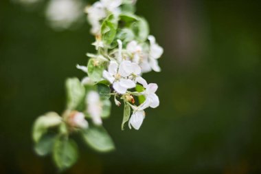 Çiçekli elma ağaçları olan elma bahçesi. Güzel kırsal bahar manzarası