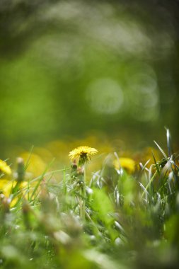 Yeşil arka planda sarı karahindiba çiçekleri. Bahar ve yaz arkaplanı