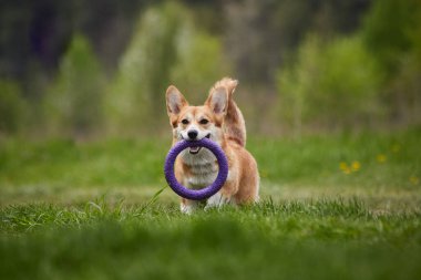Mutlu Galler Corgi Pembroke köpek İlkbahar Parkı 'nda Puller ile oynuyor