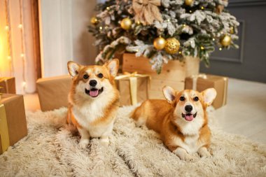 Halıda, hediye kutusunun ve Noel ağacının yanında oturan iki komik Galli Corgi köpeği.