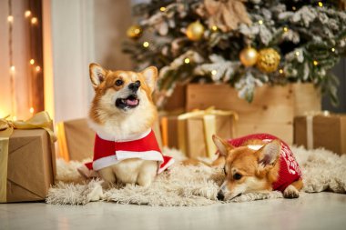 Halıda, hediye kutusunun ve Noel ağacının yanında oturan iki komik Galli Corgi köpeği.