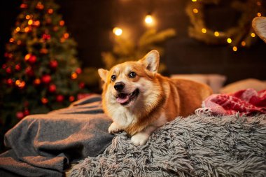Halıda, hediye kutusunun ve Noel ağacının yanında oturan sevimli Galli Corgi köpeği.