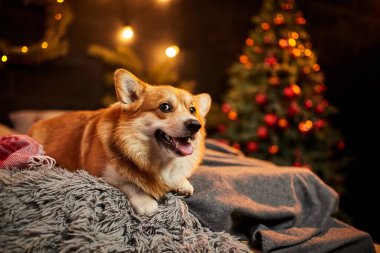 Halıda, hediye kutusunun ve Noel ağacının yanında oturan sevimli Galli Corgi köpeği.