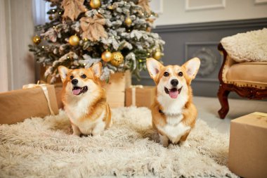 Halıda, hediye kutusunun ve Noel ağacının yanında oturan iki komik Galli Corgi köpeği.