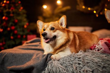 Halıda, hediye kutusunun ve Noel ağacının yanında oturan sevimli Galli Corgi köpeği.