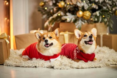 Halıda, hediye kutusunun ve Noel ağacının yanında oturan iki komik Galli Corgi köpeği.