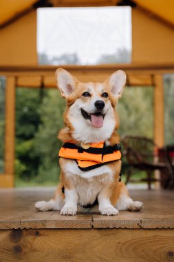 Corgi Dog in Life Jacket Glamping Site 'da Oyuncak' la oynuyor. Eğlence, evcil hayvan dostu tatil, açık hava macerası.