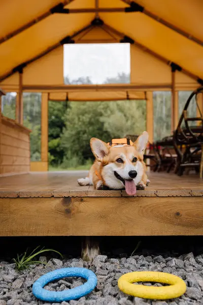 Corgi Dog in Life Jacket Glamping Site 'da Oyuncak' la oynuyor. Eğlence, evcil hayvan dostu tatil, açık hava macerası.