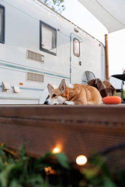 Şirin Corgi köpeği kamptaki karavan terasında dinleniyor. Evcil hayvan dostu tatil. Yüksek kalite fotoğraf