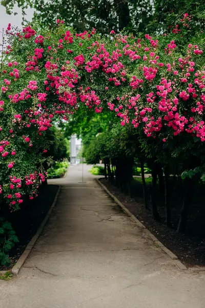 stock image Beautiful blooming archway with vibrant pink flowers in a serene garden pathway setting. High quality photo