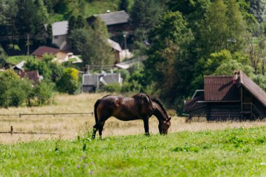 Vorokhta manzarası, tarlada otlayan bir atla geleneksel köy evlerinin arka planına karşı. Yüksek kalite fotoğraf