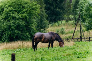 Vorokhta village scene with grazing horse on green meadow against a backdrop of traditional houses. High quality photo clipart