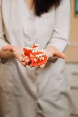 Dentist showcasing a dental model for oral hygiene education in a professional dental clinic. High quality photo clipart