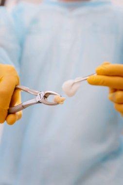 Dentist holding extracted tooth with forceps and cotton swab in a sterile clinical setting. High quality photo clipart