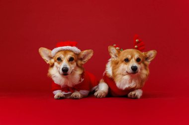 Festive corgis in holiday costumes, Santa resting while reindeer spreads cheerful Christmas vibes. High quality photo clipart