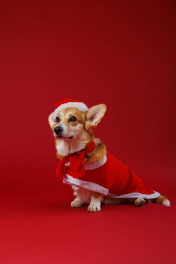 Festive Corgi in Santa costume on red backdrop, spreading holiday magic and Christmas charm. High quality photo clipart