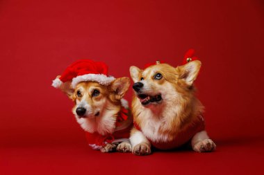 Corgi ikilisi Noel kostümlü, bayram neşesi ve şenlik neşesi saçmaya hazır. Yüksek kalite fotoğraf