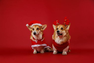 Noel Baba ve ren geyiği gibi giyinmiş sevimli korgiler bu Noel 'de coşkulu tezahüratlar yayıyorlar. Yüksek kalite fotoğraf