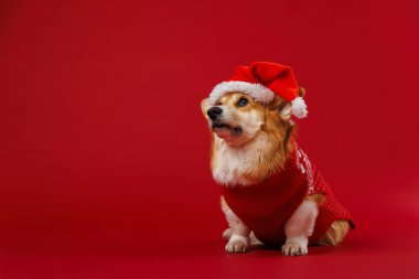 Noel Baba şapkalı sevimli Corgi şenlikli cücelerle sarmaş dolaş, Noel selamlaşmaları için mükemmel. Yüksek kalite fotoğraf