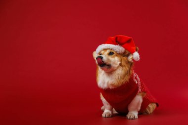 Corgi dog in Santa hat licking lips on red backdrop, radiating festive joy and holiday spirit. High quality photo clipart