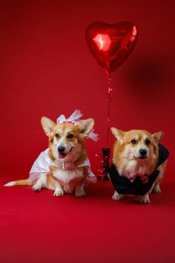 Romantik bir kalp balonu olan Corgi çifti, aşklarını canlı kırmızı bir arka planda kutluyorlar. Yüksek kalite fotoğraf