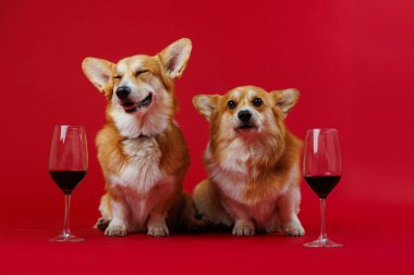 Şarap kadehleriyle sofistike bir anın tadını çıkaran iki Corgi, kırmızı arka planda canlı bir cazibe katıyor. Yüksek kalite fotoğraf