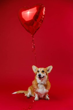Kırmızı kalp balonuyla büyüleyici bir corgi sosisi, canlı kırmızı bir arka planda aşk ve neşeyi kutluyor. Yüksek kalite fotoğraf